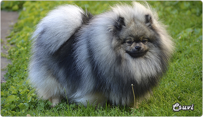 Csuvi, az orosz srác