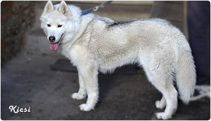 Kicsi, az utolsó szib.huskym