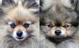 Litter plan 2025 - Polly x Csuvi