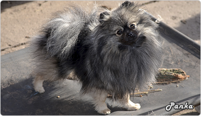 Panka, Titi és Maci lánya