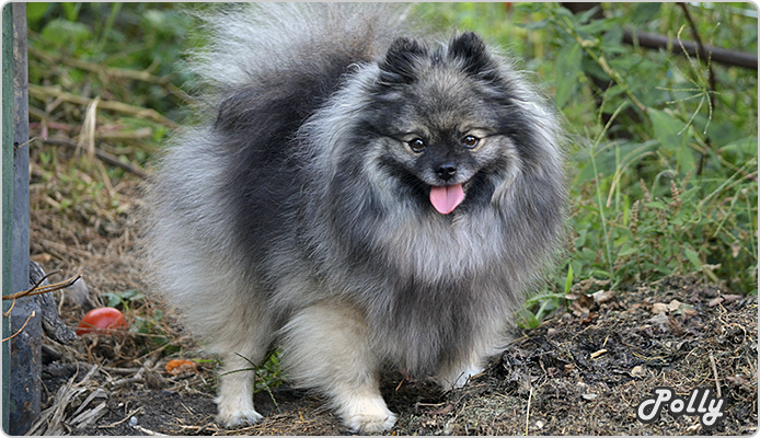 Polly, Maci tesója egy másik alomból