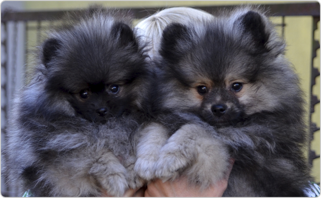 Kleinspitz puppies - Mici x Fabio litter N