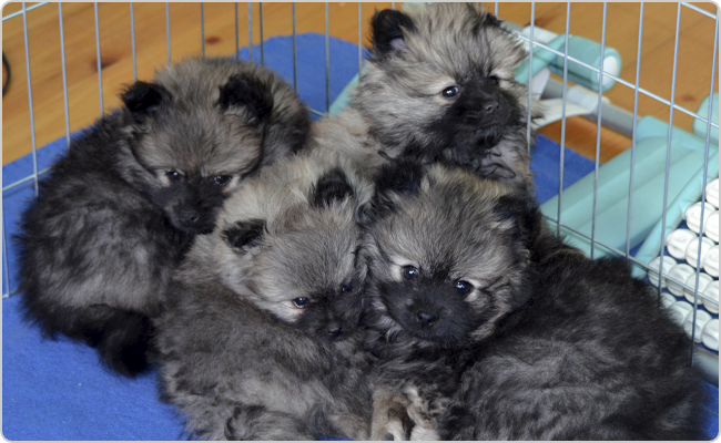 Kleinspitz puppies - Mici x Maci litter O