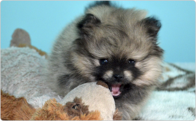 Kleinspitz puppies - Titi x Maci litter