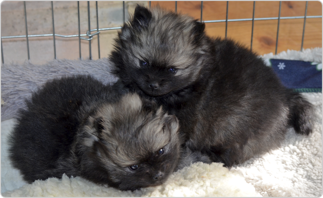 Kleinspitz puppies - Titi x Maci litter P