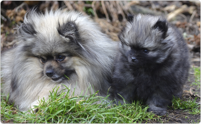 Kleinspitz puppies - Titi x Maci litter Q