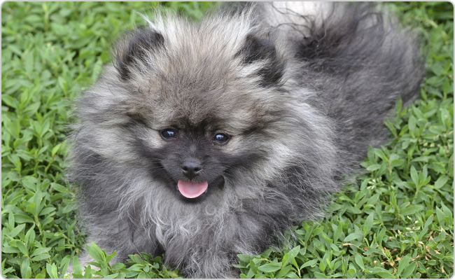 Kleinspitz puppies - Titi x Maci litter R