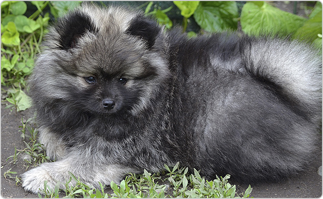 Kleinspitz puppies - Titi x Maci litter R