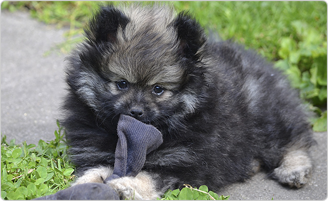 Kleinspitz puppies - Mici x Maci litter S