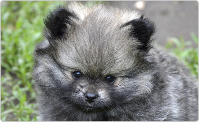 Kleinspitz puppies - Mici x Maci litter S