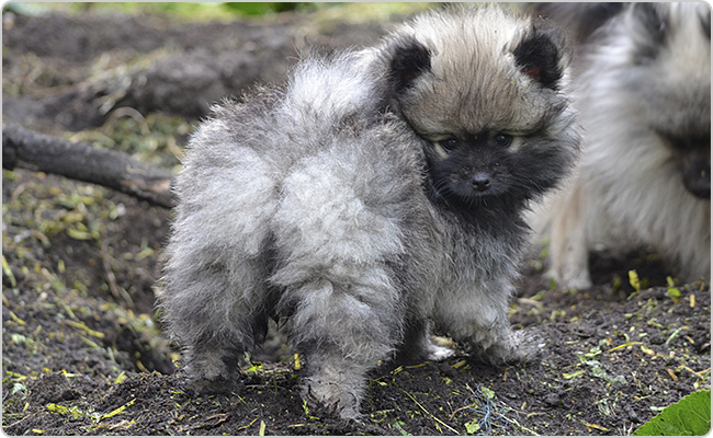 Kleinspitz puppies - Mici x Maci litter S