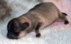 titimacipup1d03