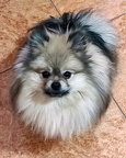 pedro 20250220b crop