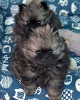 titimaci2pups 6w5d02