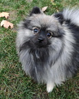 Gizmo 20241108b