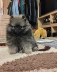 gizmo20240317b crop