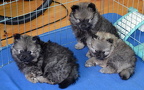 micimacipups8w2d05