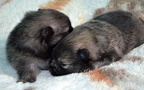 micifabiopups17d01
