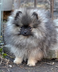 titi15w03