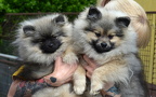 spitzbabies6m11