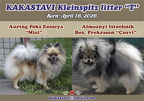 Eladó kölykök / Available puppies