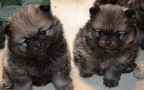 micicsuvi girl2 girl3 5w01